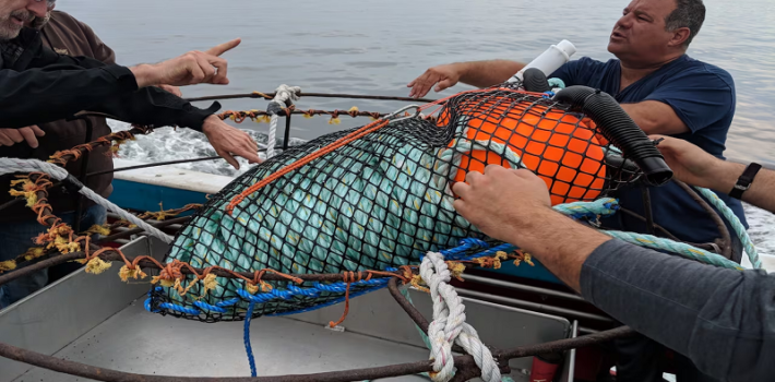Lobster with ropes and nets